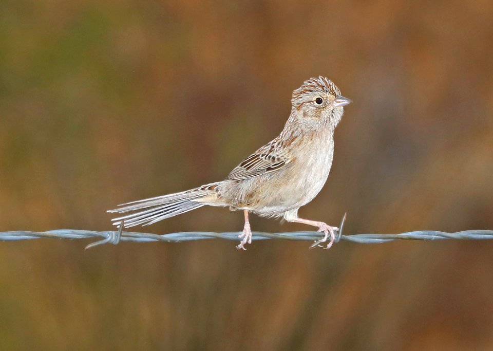 868 - CASSIN'S SPARROW (12-16-2017) lake patagonia estates area, santa cruz co, az -06