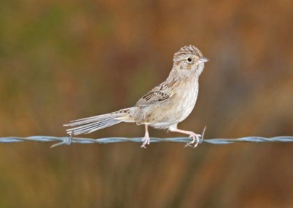 868 - CASSIN'S SPARROW (12-16-2017) lake patagonia estates area, santa cruz co, az -06