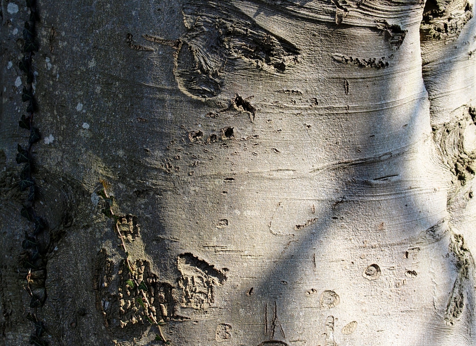 Ivy sunlight detail