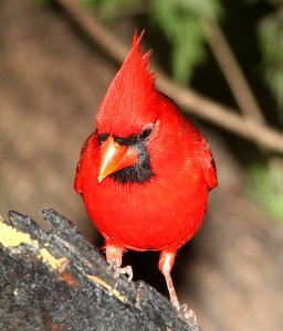 916 - NORTHERN CARDINAL (3-10-12) salineno, tx  (4)