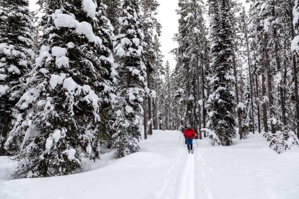 Cross-country skiing from Lone Star Geyser to Snow Lodge on the Howard Eaton Trail (2) photo