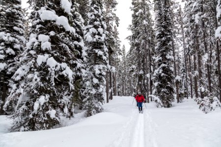 Cross-country skiing from Lone Star Geyser to Snow Lodge on the Howard Eaton Trail (2)