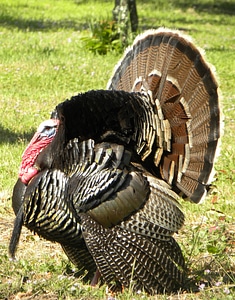 California bird wildlife