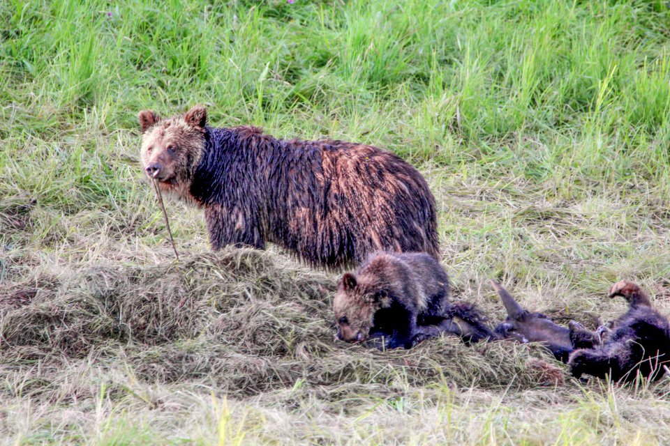 Grizzly sow and cub on bison carcass in Hayden Valley