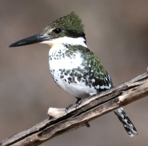 KINGFISHER, GREEN (1-17-13) 1 mile north of Rio Rico Dr, scc, az -01b