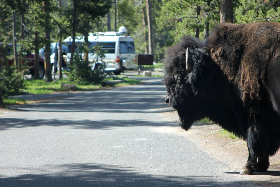 Bison in Norris Campground