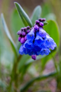 Mountain bluebell
