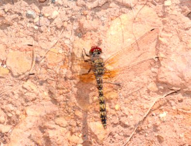 SKIMMER, RED ROCK (Paltothemis lineatipes) (4-24-2015) road to upper humboldt cyn, patagonia mts, santa cruz co, az -01