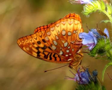 FRITILLARY, GREAT SPANGLED (Speyeria cybele) (5-29-2018) pyatt access to crooked creek, marion co, ar -05