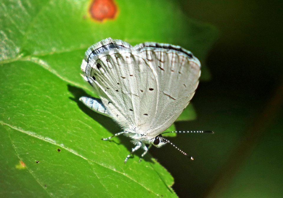 AZURE, SUMMER (Celastrina neglecta) (6-15-2017) (6-15-2017) weymouth woods sandhills preserve, richmond co, nc -01