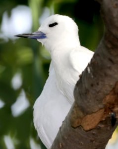 WHITE TERN (5-9-2018) hale koa hotel, honolulu, oahu co, hawaii -36