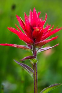 Indian Paintbrush