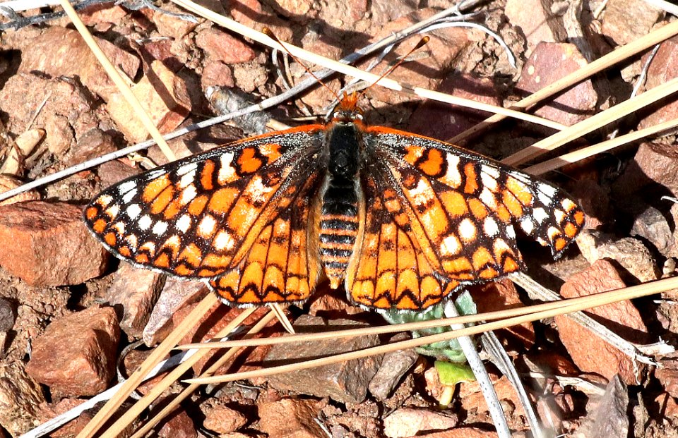 CHECKERSPOT, VARIABLE (Euphydryas chalcedona) (4-11-2018) timber camp, off rte 77, gila county, az -01