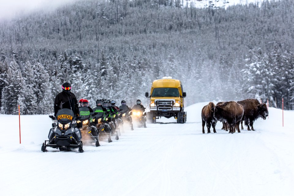 Snowmobiles and Snowcoaches passing bison on the road (3)