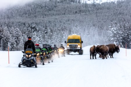 Snowmobiles and Snowcoaches passing bison on the road (3)