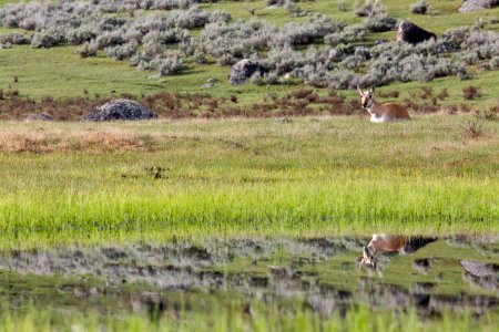 Pronghorn doe photo