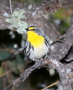 838 - GRACE'S WARBLER (4-11-2018) timber camp, off rte 77, gila county, az -09