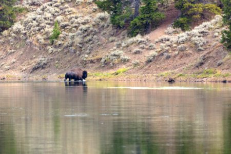 Bison exiting the Yellowstone River