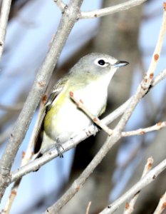 625 - CASSIN'S VIREO (2-18-2018) patagonia lake, santa cruz co, az -01