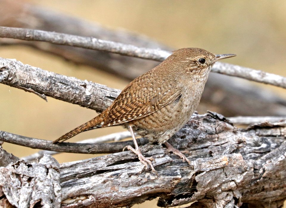 692 - HOUSE WREN (2-5-2017) patagonia lake, santa cruz co, az -03