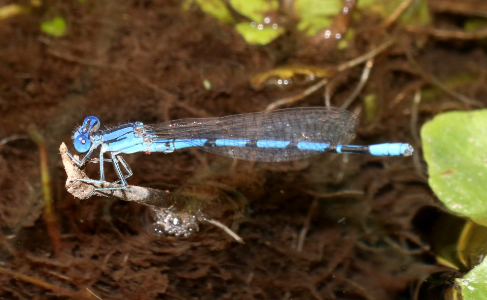 DANCER, AZTEC (Argia nahuana) (9-22-2020) bear canyon, west side huachuca mts, cochise co, az -01 male