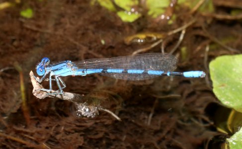 DANCER, AZTEC (Argia nahuana) (9-22-2020) bear canyon, west side huachuca mts, cochise co, az -01 male