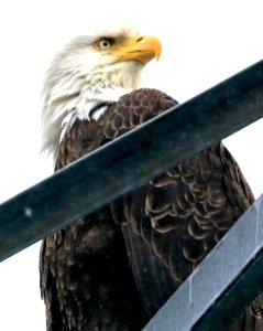 212 - BALD EAGLE (6-28-2016) whittier, alaska (3c)