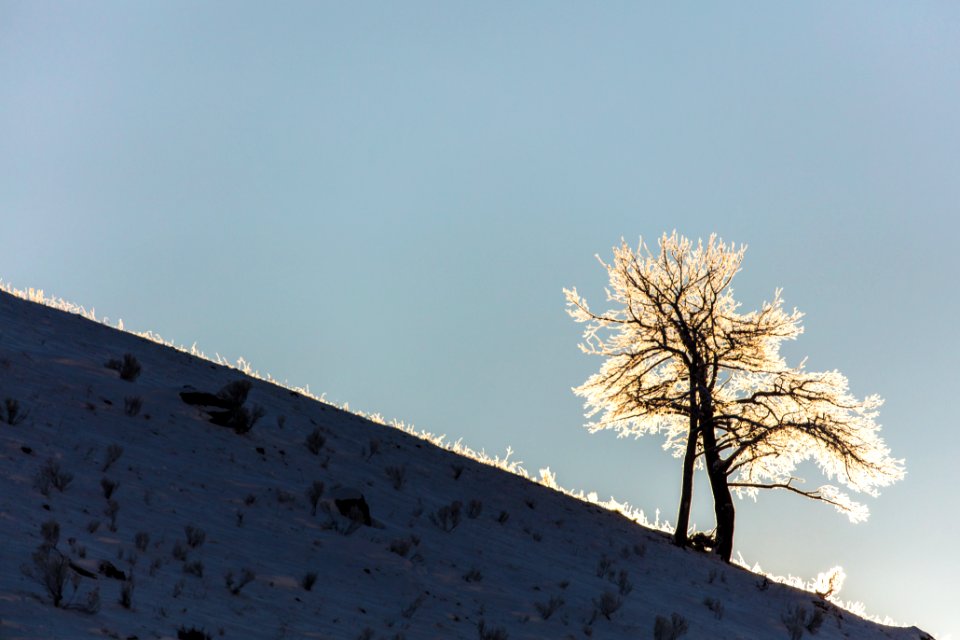 Backlit Tree with hoar frost