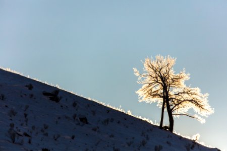 Backlit Tree with hoar frost photo