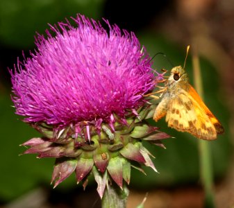 SKIPPER, TAXILES (Poanes taxiles) (7-13-2020) 9200ft, green's peak, apache co, az -01