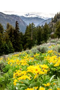 Electric Peak rises above a patch of arrowleaf balsamroot on the Yellowstone River Trail