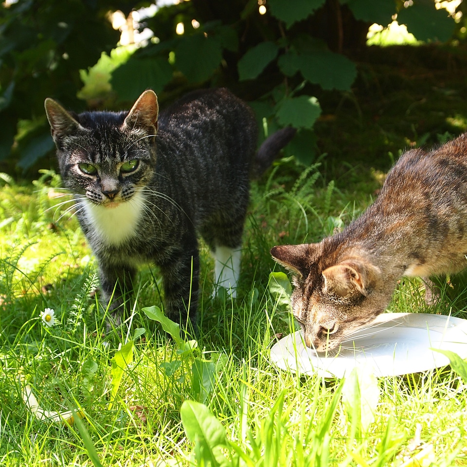 Grass drinking milk