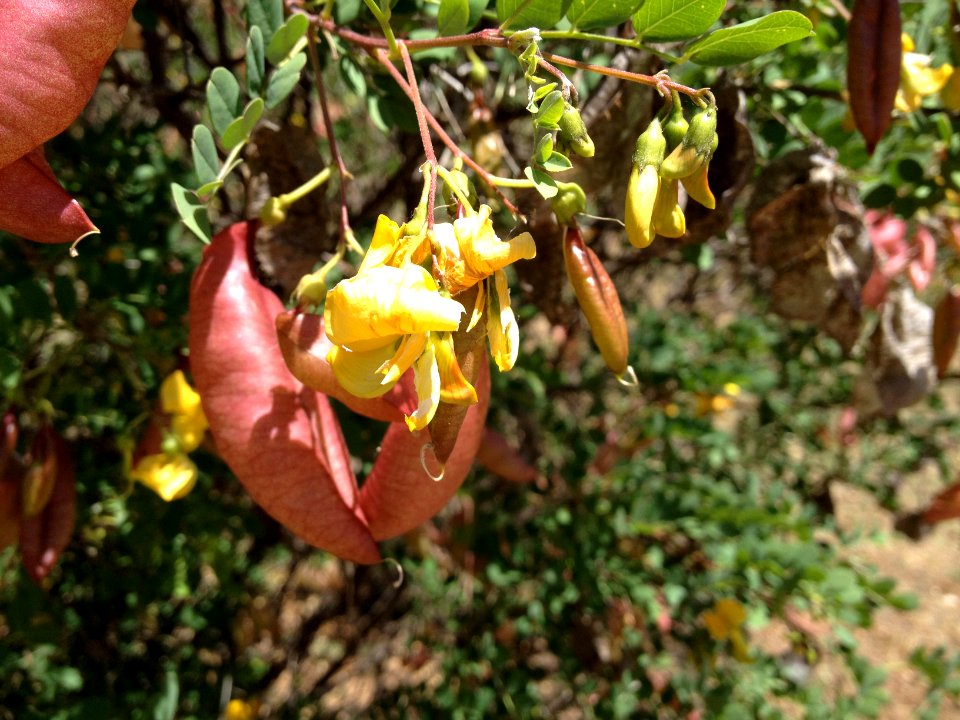 Colutea brevialata Lange. Leguminosae o Fabaceae. "Espantalobos".