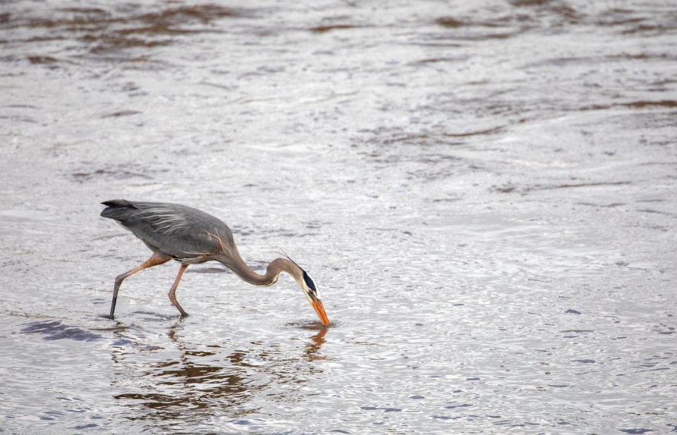 Great Blue Heron feeding on fish