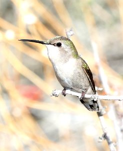 501 - COSTA'S HUMMINGBIRD (3-12-2018) plum cyn, anza borrego s p, san diego co, ca -02