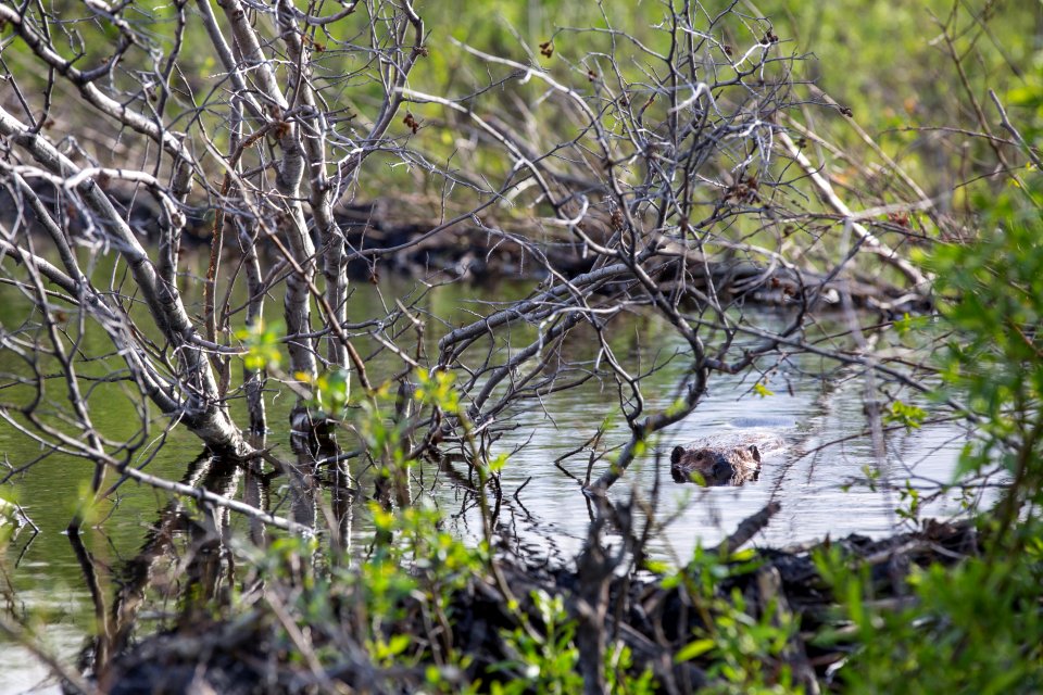 Beaver, Lamar Valley
