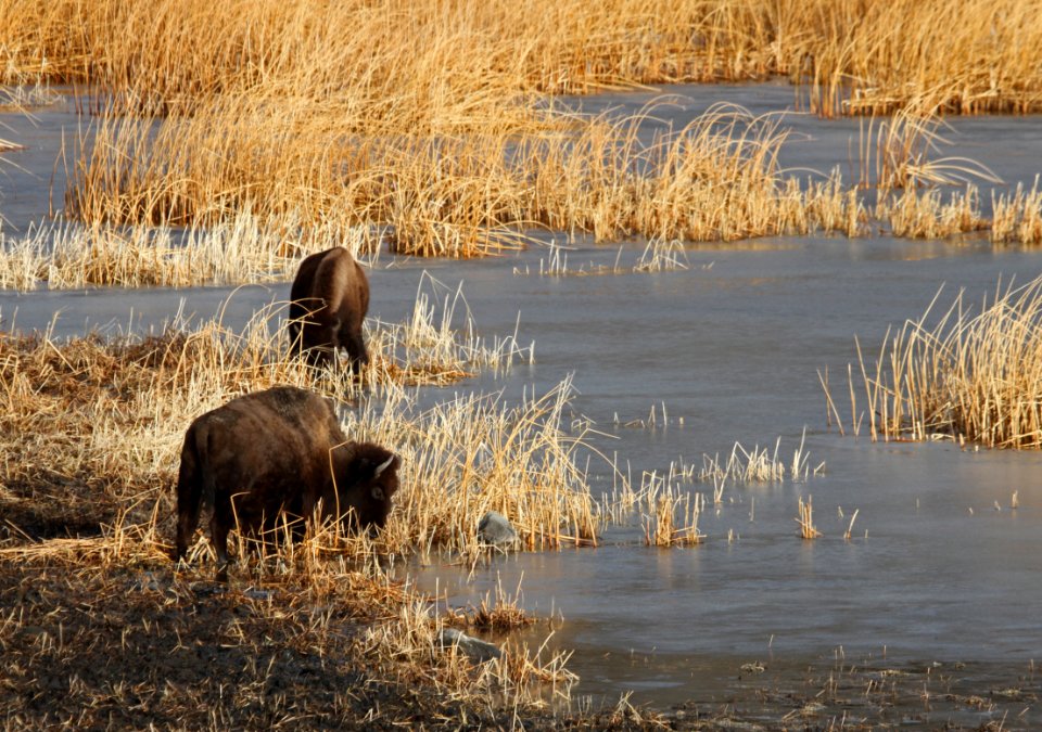 Bison