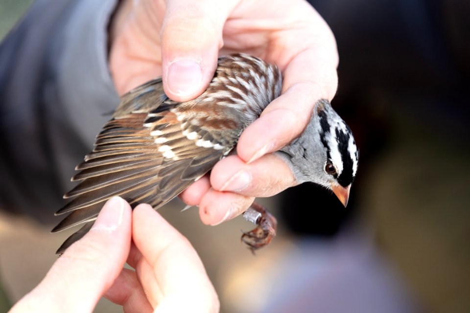 Yellowstone Bird Program (21): Wildlife Biologist Lauren Walker examines a white-crowned sparrow