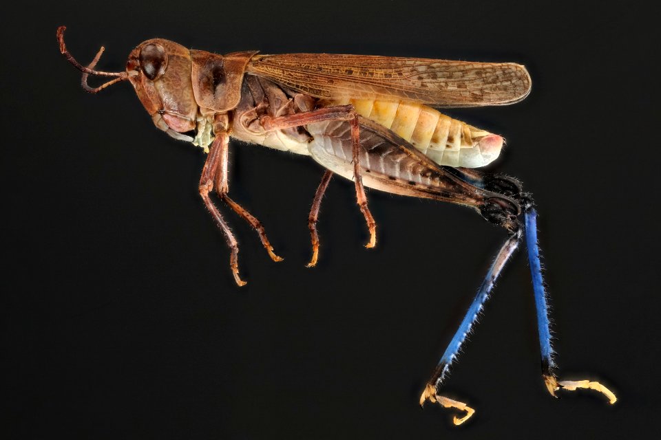 Aulocara elliotti (side view)