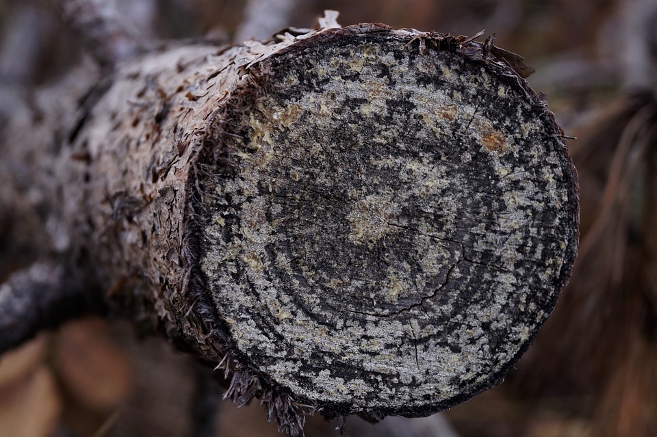 Growth-ring forest plant
