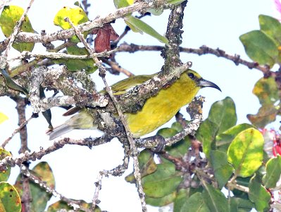 KAUAI AMAKIHI (4-25-2018) kokee state park, kauai co, hawaii -01