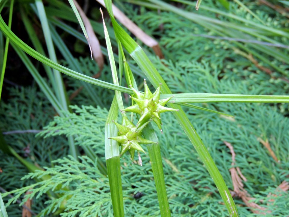 Carex grayi J. Carey. Cyperaceae.