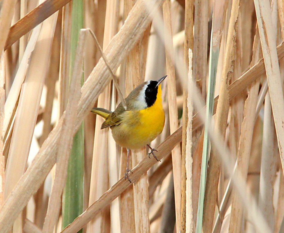 YELLOWTHROAT, NORTHERN (1-5-11) patagonia lake, scc, az -02