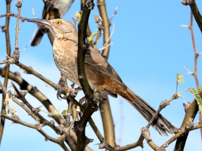 767 - CURVE-BILLED THRASHER (2-11-2017) patagonia lake, santa cruz co, az -01