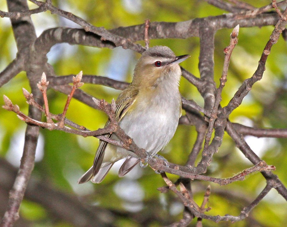 630 - RED-EYED VIREO ( (5-21-2015) barre, worcester co, ma -03