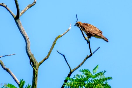 Eagle photo