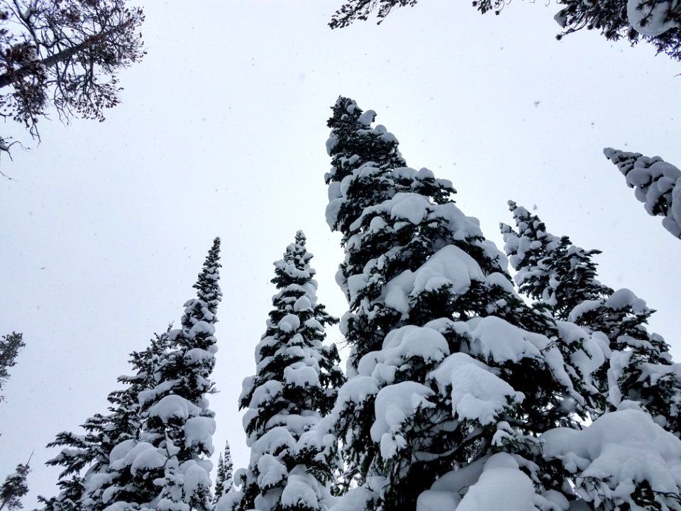 Snow falling