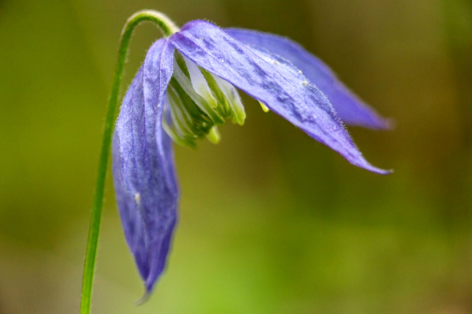 Blue clematis (Clematis occidentalis)