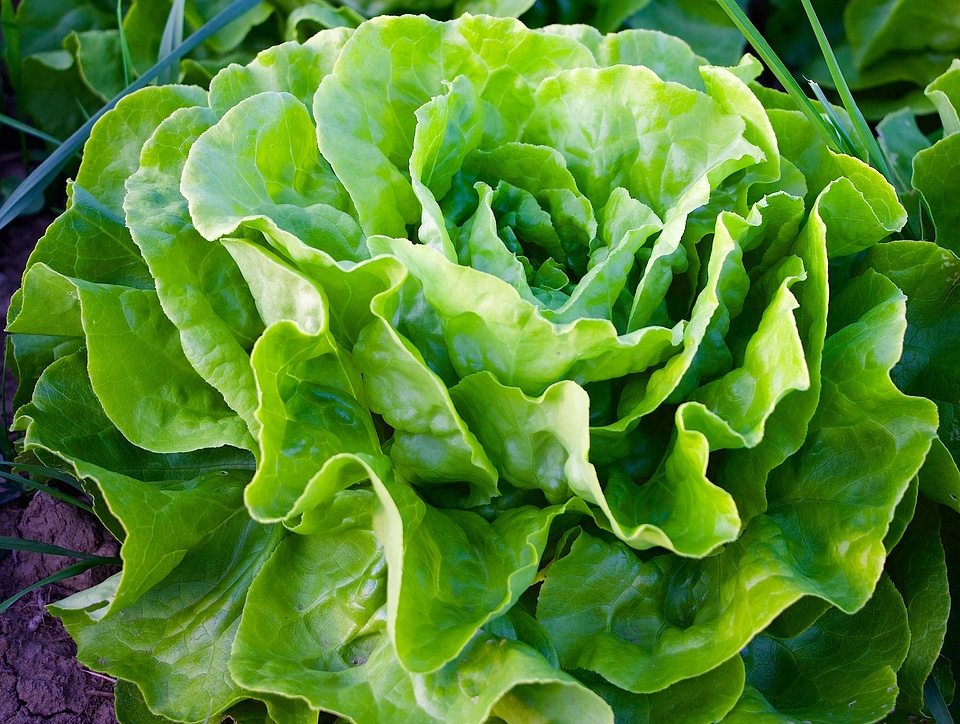 Lettuce green fresh