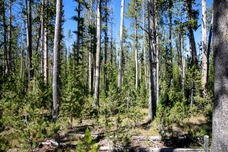 Climax lodgepole pine forest over 250 years of age near Norris.